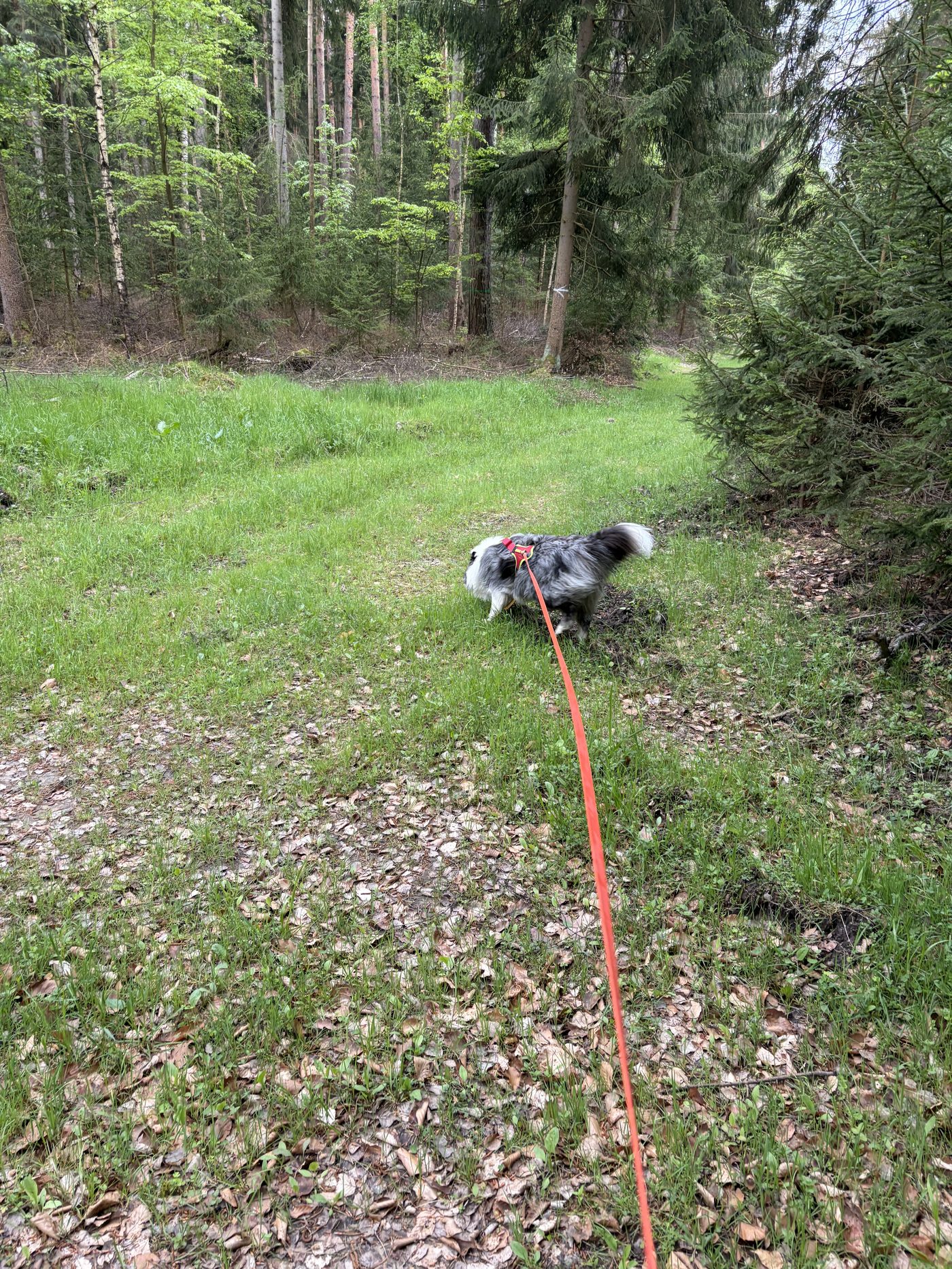 Hundeführer und Hund beim Mantrailing