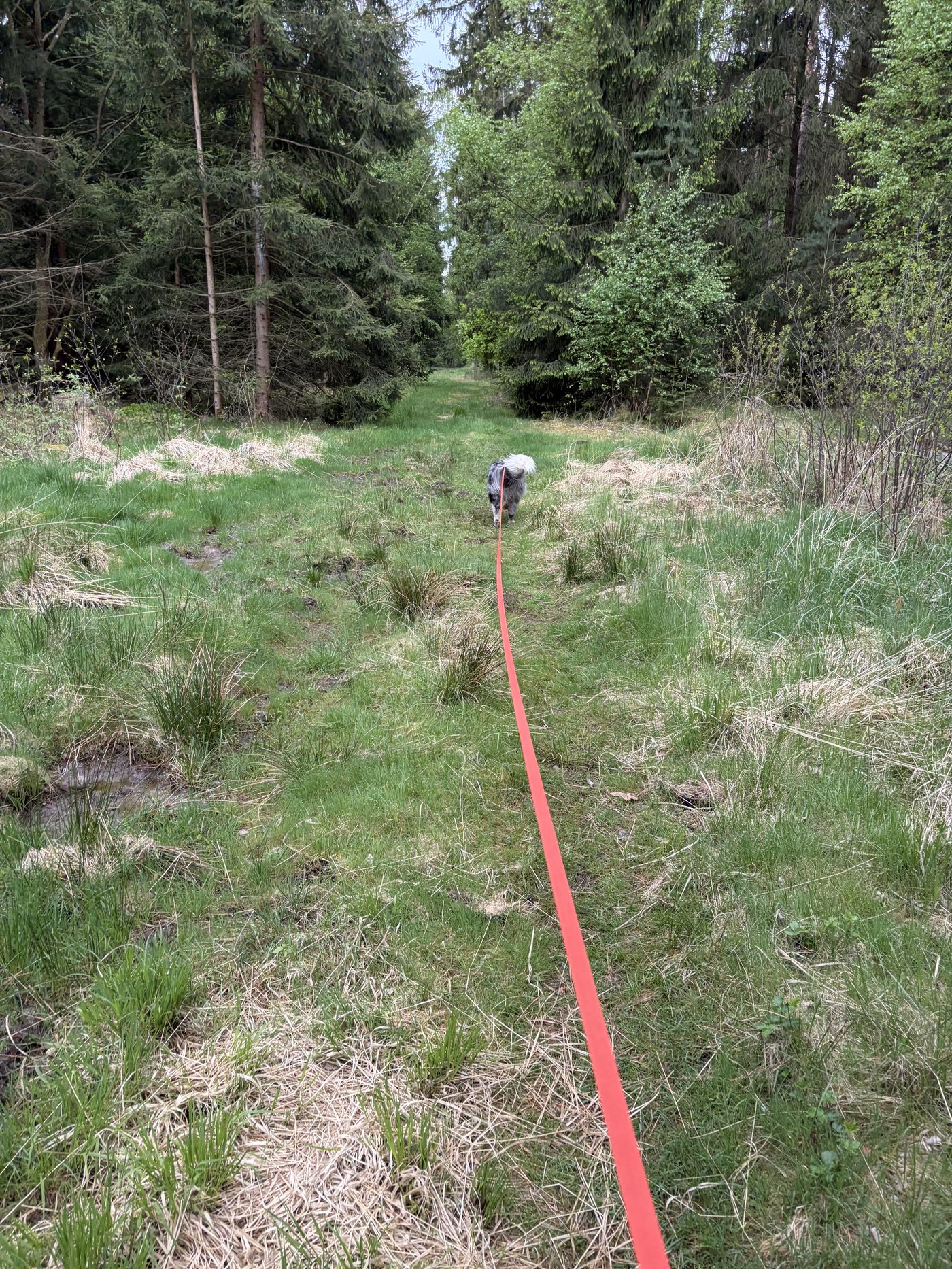 Hund und Hundeführer nach erfolgreichem Trail