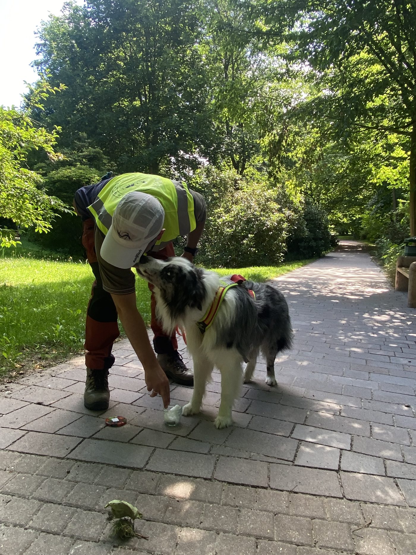 Hund bei der Nasenarbeit